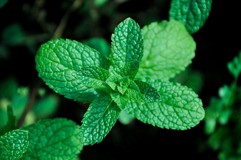 mint, herb, herbs-5229226.jpg